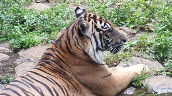 Panthera Tigris Sumatrae Tigre Que Hábitat Natural Isla Sumatra Indonesia — Foto de Stock