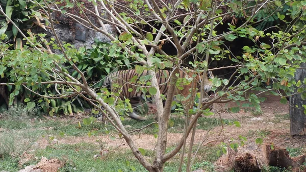 Panthera tigris sumatrae, kaplan Sumatra Endonezya adasındaki doğal yaşam alanı.