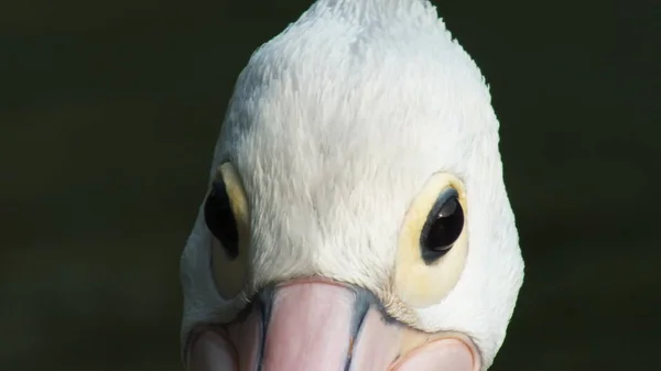 Pelecanus, gagasının altında kesesi olan bir su kuşu.