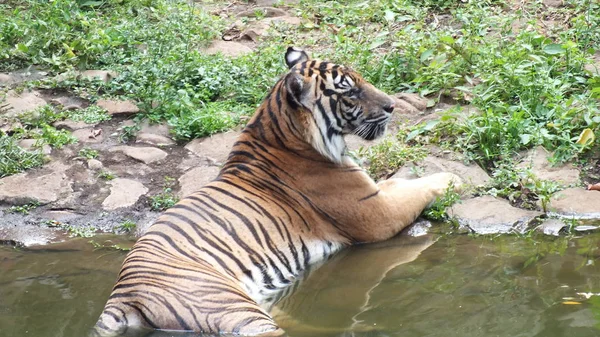 Panthera tigris sumatrae, kaplan Sumatra Endonezya adasındaki doğal yaşam alanı.