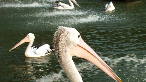 Pelecanus Oiseau Eau Qui Sac Sous Son Bec — Photo