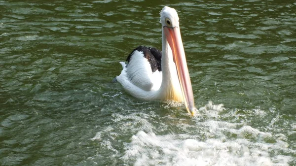 Pelecanus Oiseau Eau Qui Sac Sous Son Bec — Photo