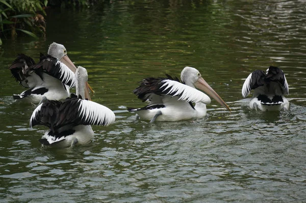 Pelecanus, gagasının altında kesesi olan bir su kuşu.