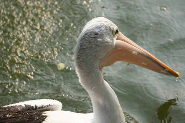 Pelecanus, gagasının altında kesesi olan bir su kuşu.