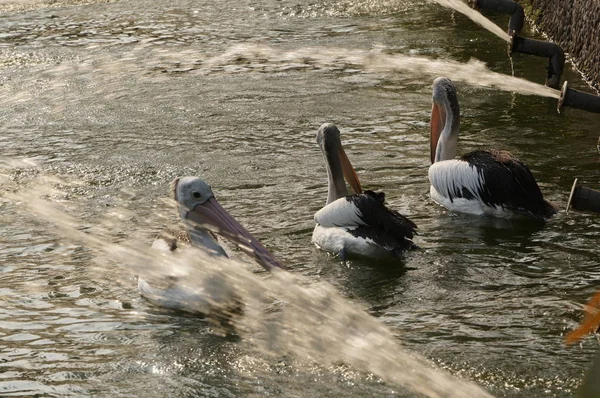 Pelecanus, gagasının altında kesesi olan bir su kuşu.