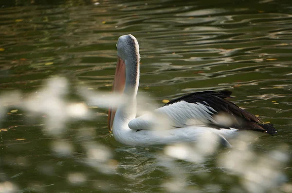 Pelecanus, gagasının altında kesesi olan bir su kuşu.
