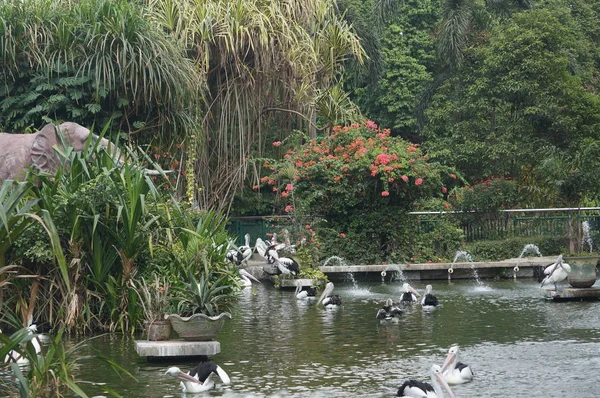 Pelecanus, gagasının altında kesesi olan bir su kuşu.