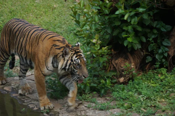 Panthera tigris sumatrae, kaplan Sumatra Endonezya adasındaki doğal yaşam alanı.