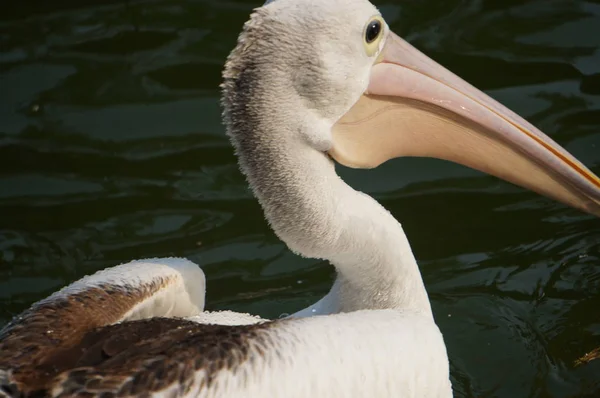 Pelecanus Oiseau Eau Qui Sac Sous Son Bec — Photo