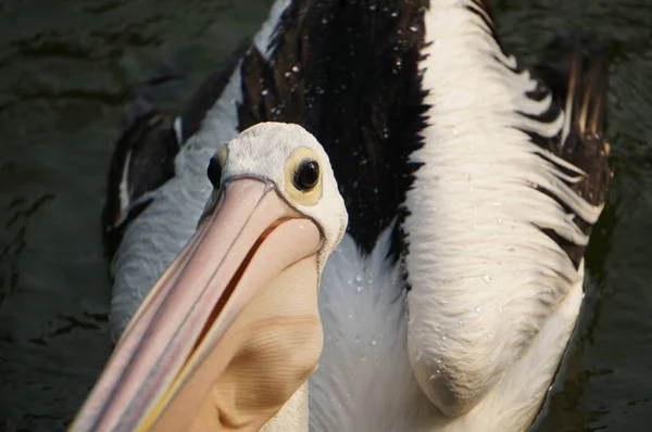 Pelecanus Oiseau Eau Qui Sac Sous Son Bec — Photo