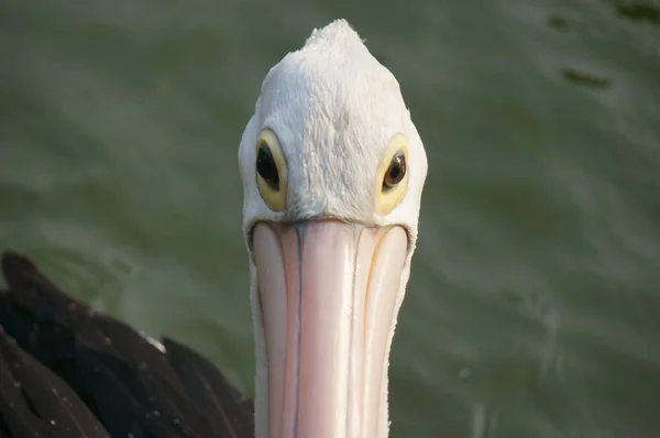 Pelecanus Ave Acuática Que Tiene Saco Bajo Pico — Foto de Stock