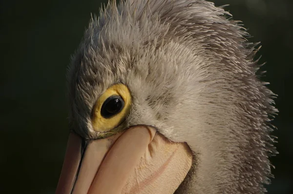 Пелеканус Водоплавающая Птица Мешком Клювом — стоковое фото