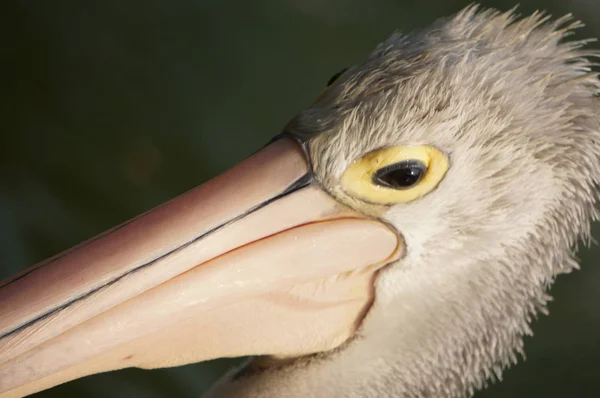 Pelecanus Oiseau Eau Qui Sac Sous Son Bec — Photo