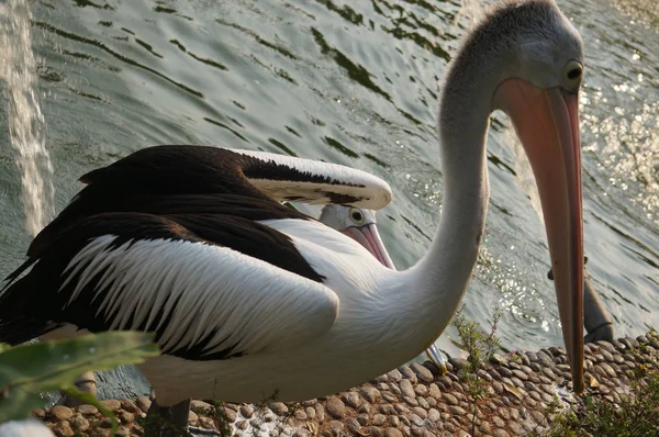 Pelecanus Oiseau Eau Qui Sac Sous Son Bec — Photo