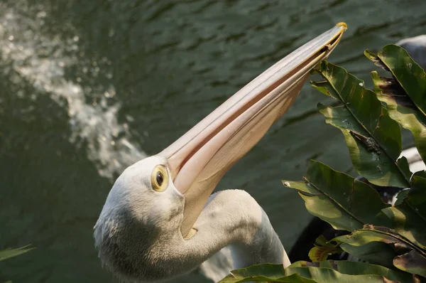Пелеканус Водоплавающая Птица Мешком Клювом — стоковое фото