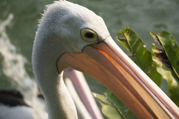 Pelecanus Oiseau Eau Qui Sac Sous Son Bec — Photo