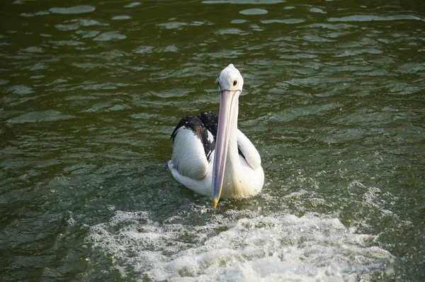 Pelecano Pássaro Aquático Que Tem Saco Debaixo Bico — Fotografia de Stock