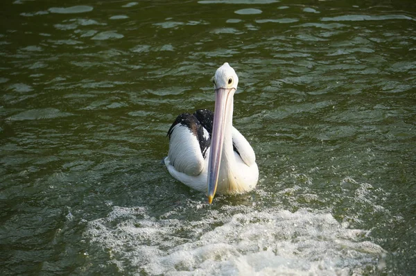 Pelecanus Vattenfågel Som Har Säck Näbben — Stockfoto