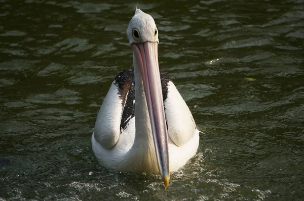 Pelecano Pássaro Aquático Que Tem Saco Debaixo Bico — Fotografia de Stock