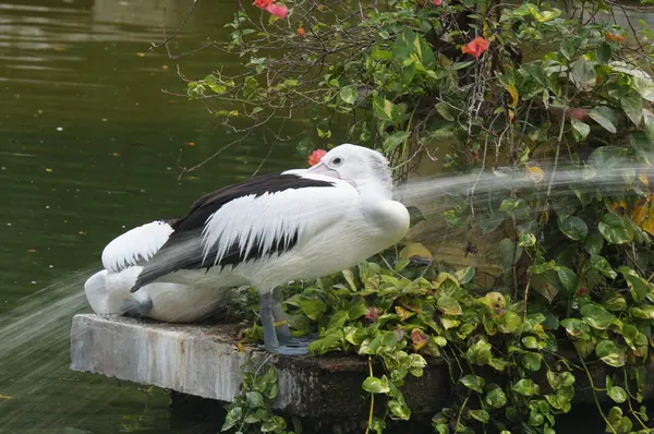 Pelecanus Oiseau Eau Qui Sac Sous Son Bec — Photo