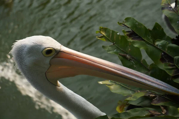 Pelecanus Oiseau Eau Qui Sac Sous Son Bec — Photo