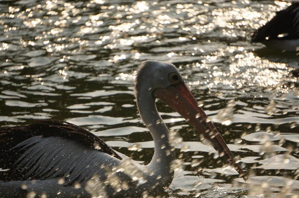 Pelecanus Oiseau Eau Qui Sac Sous Son Bec — Photo