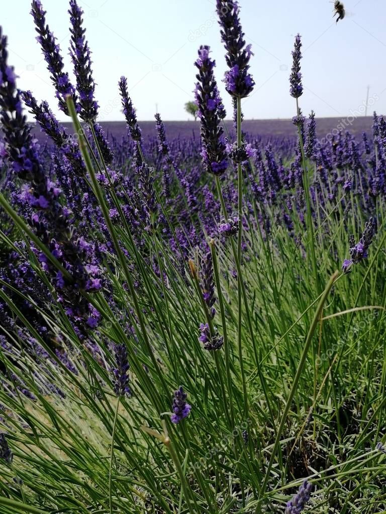 lavender field in Valensole