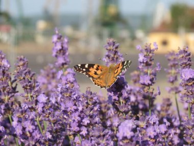 Turuncu ve siyah kelebek yan görünümü bir çiçeklenme lavanta üzerinde dinlenme