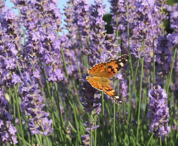 Borboleta laranja e preta enquanto descansa em uma flor roxa — Fotografia de Stock