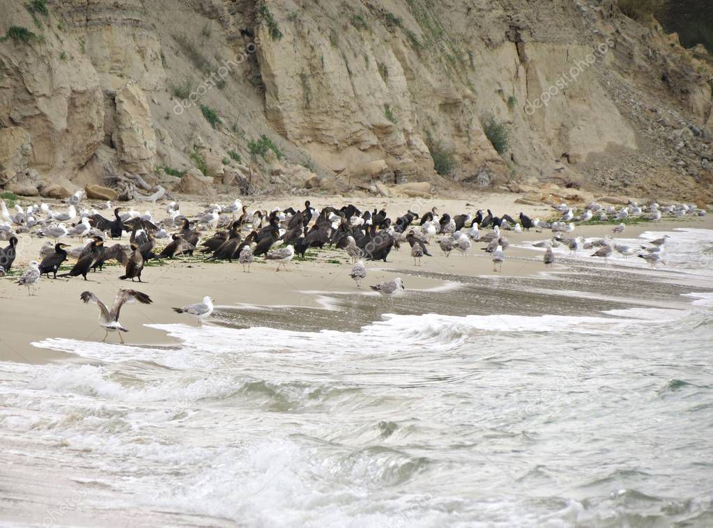 Flock of birds crossing a wild sea shore. Natural scenery on a wild shore full of sea birds and sea life.