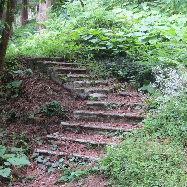 Old stairs going up hillside in gren forest — Stock Photo, Image