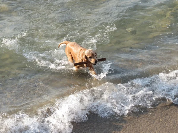 Altın spaniel su ile çalışan ve ahşap sopa alma. Mutlu genç köpek suda eğleniyor
