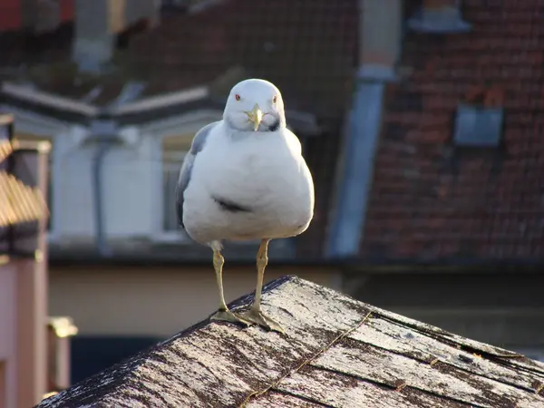 Seagull Close-up-widok z bliska Mewa stoi na dachu i patrząc na kamerę. Tło miasta. — Zdjęcie stockowe