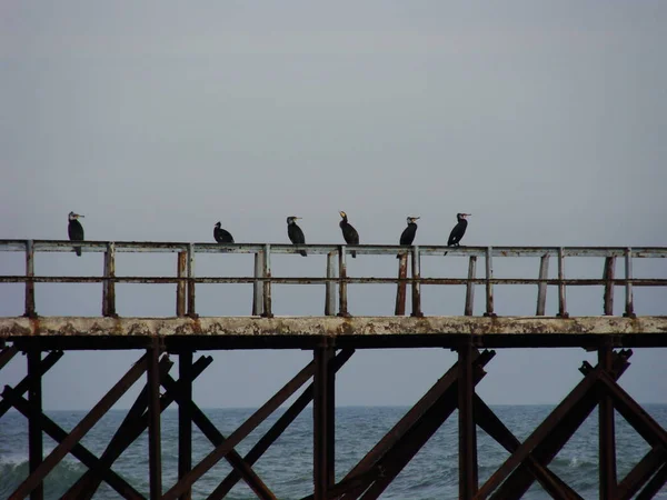 Plusieurs cormorans assis sur le vieux quai de fer rouillé. Concept d'observation des oiseaux. Plage à pied . — Photo