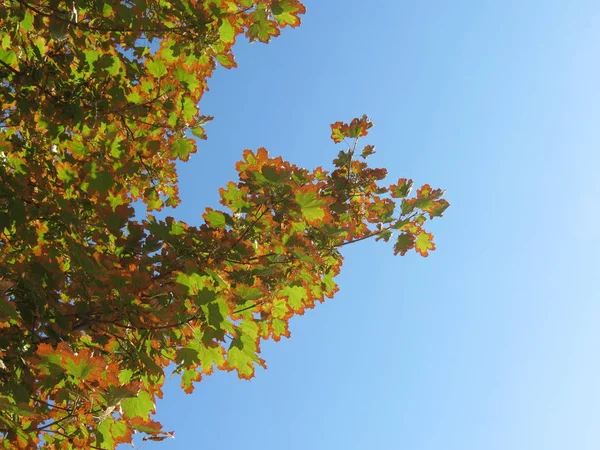 Fall tree branches and leaves on a clean blue sky. Yellow and green colored leaves on a tree. Natural background.