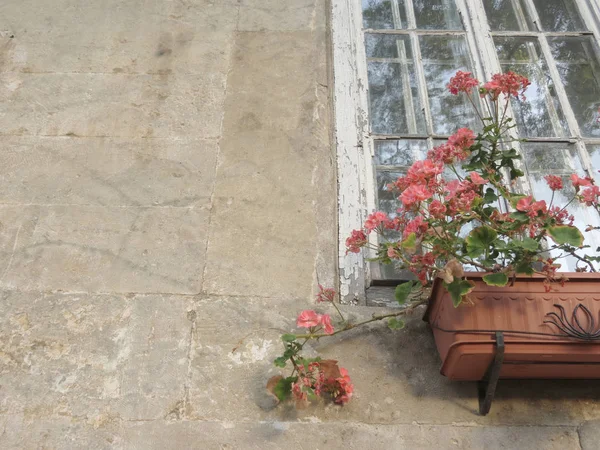 Red flowers on under window in old shabby house — Stock Photo, Image