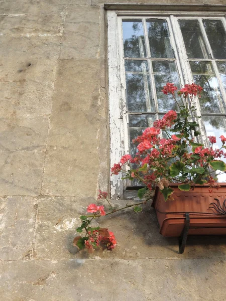 Old rustic wooden framed window with red flowers in flower box.
