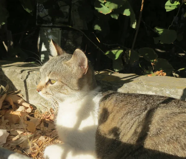 Ritratto di gatto grigio di strada con macchie bianche seduto nel parco cittadino. Gatto di strada al soleggiato parco autunnale . — Foto Stock