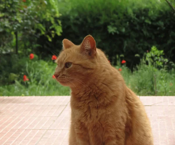 En fluffig orange ingefära katt med gula ögon sitter på grön bakgrund med röda vallmo. Tittar till tittare vänster med allvarliga observera uttryck. Djurporträtt. — Stockfoto