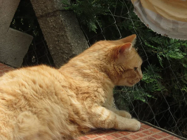 Eine flauschige orangefarbene Ingwerkatze sitzt draußen in der Nähe ihres Hauses auf grünem Hintergrund. Tierporträt. — Stockfoto