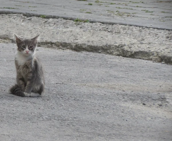 ホームレスの動物だ 感染による眼疾患を持つ小さな通り子猫が地面に座って カメラを直接見て — ストック写真