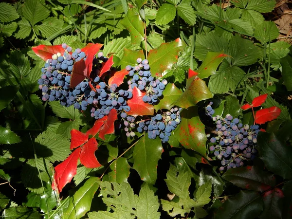 blue berries on holly plant with red leafs