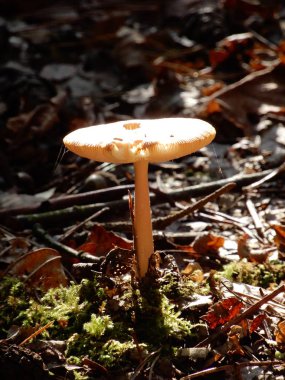 Mantar tam parlak ışıkta