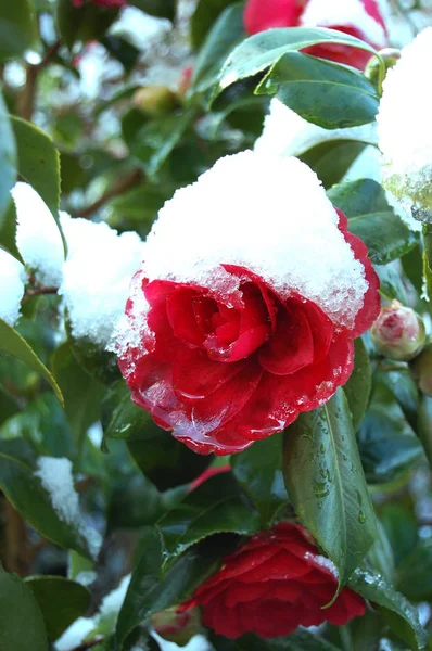 Camelia Japoński Kwiat Wiosnę Pokryte Śniegiem — Zdjęcie stockowe