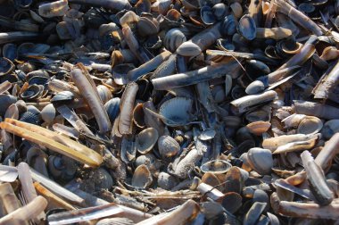 Fırtına dan sonra Hollanda Kuzey Denizi kıyılarında birikmiş deniz kabukları  