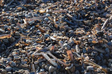 Fırtına dan sonra Hollanda Kuzey Denizi kıyılarında birikmiş deniz kabukları  