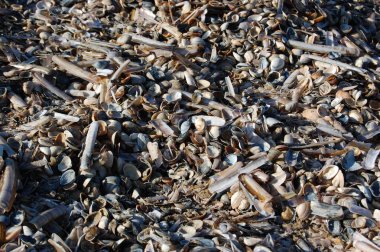 Fırtına dan sonra Hollanda Kuzey Denizi kıyılarında birikmiş deniz kabukları  