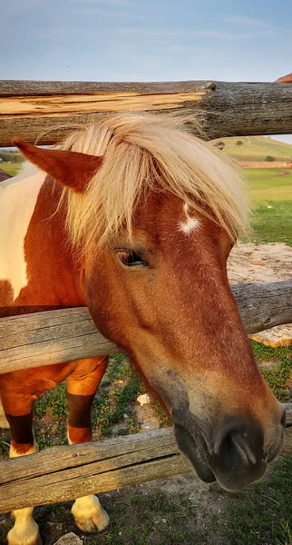 Cavalo Vermelho Fundo Céu — Fotografia de Stock