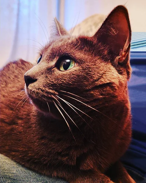 Retrato Gato Gris Con Ojos Azules —  Fotos de Stock