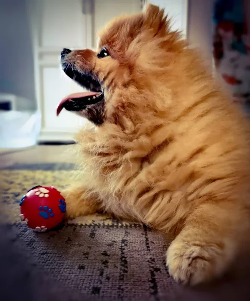 Topu Ile Kırmızı Köpek — Stok fotoğraf